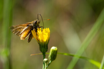 Motyl pijący nektar z żółtego kwiatu,  powszelatkowate, warcabnikowate, karłątkowate (Hesperiidae). © Grzegorz