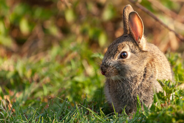 Cute baby wild rabbit close up at dawn