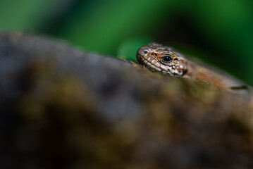Mała głębia ostrości głowa płaza, jaszczurka występująca w Polsce.