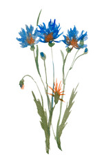 set of blue flowers isolated on white background