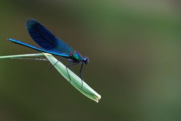 Niebieska błyszcząca ważka siedząca na pojedynczej trawie, calopteryx.  - obrazy, fototapety, plakaty