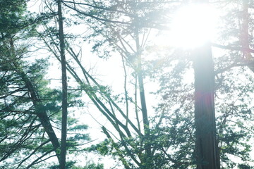 春の日差しと木々