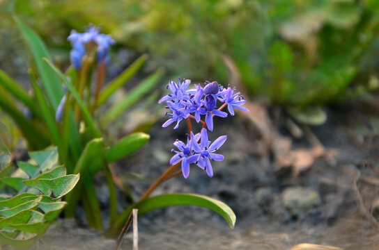 First spring purple-blue flowers. Scilla Siberica 'Spring Beauty' flowering in the garden.Spring flowers photo outdoors