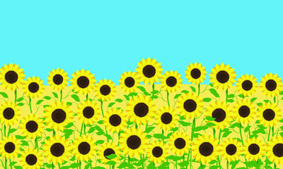 View field of sunflowers and blue sun sky. Harvest, vector illustration.