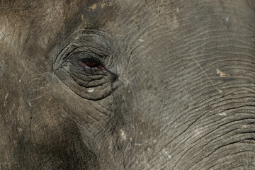 Oko i skóra słonia (Elephantidae). - obrazy, fototapety, plakaty