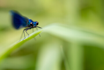 Mała głębia ostrości, niebieska ważka świtezianka błyszcząca, calopteryx splendens.