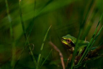 Mała żaba w trawie, rzekotka drzewna (Hyla arborea). - obrazy, fototapety, plakaty