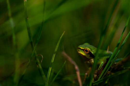 Mała żaba w trawie, rzekotka drzewna (Hyla arborea).