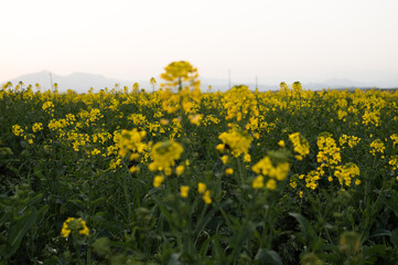 Campo de flores amarillas