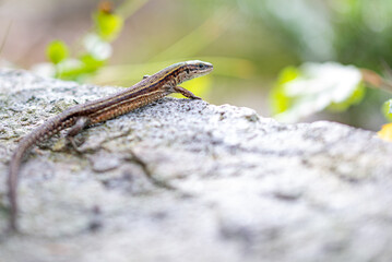 Jaszczurka zwinka (lacerta agilis) wygrzewająca się w słońcu na skale.