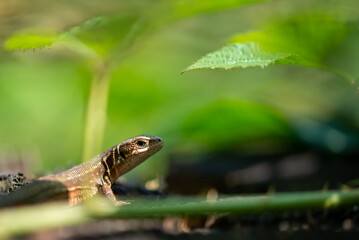 Jaszczurka zwinka (lacerta agilis) odpoczywająca w ściółce leśnej.