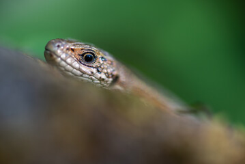 Wystawiająca głowę z ukrycia jaszczurka żyworodna, żyworódka (Zootoca vivipara).