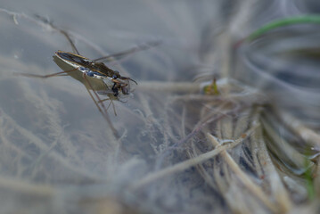 Nartnik (Gerridae), pluskwiak chodzący po wodzie z upolowanym owadem. - obrazy, fototapety, plakaty