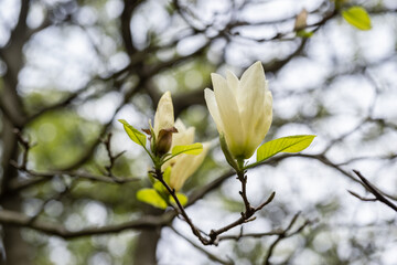beige magnolia flowers in spring
