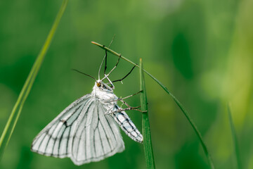 Biały motyl występujący w Polsce siedzący na źdźble trawy.  - obrazy, fototapety, plakaty