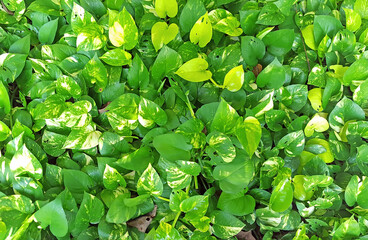 texture of epipremnum aureum
