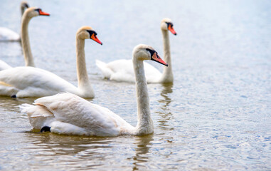 Fototapeta premium Swans swim in the lake 