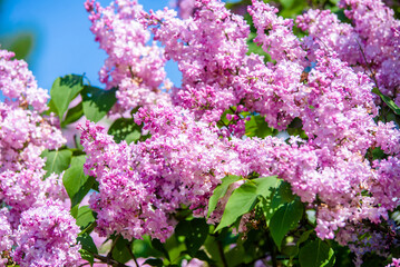 Pink lilac blooms in the Botanical garden