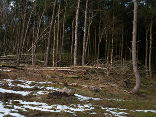 Disenchanted forest 3