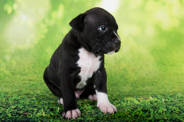 Black and white American Staffordshire Terrier dog or AmStaff puppy on green background