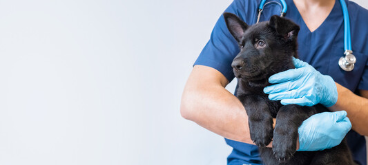 Cropped image of handsome male veterinarian doctor with stethoscope holding cute black german...