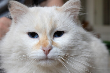 White fluffy angora cat with blue eyes