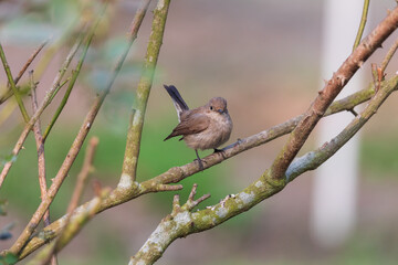 Taiga flycatcher or Red-throated flycatcher (Ficedula albicilla) in Kolkata, West Bengal, India
