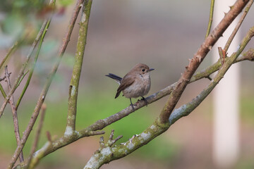 Taiga flycatcher or Red-throated flycatcher (Ficedula albicilla) in Kolkata, West Bengal, India