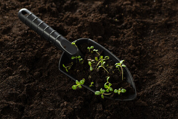 Close-up. Soil with a young plant. Planting seedlings in the ground. Young sprouts with soil on a seedling. The concept of nature conservation and agriculture