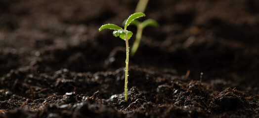 Green sprouts growing from the ground, growing vegetables, farming. Seed sprouts from the soil