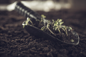 Close-up. Soil with a young plant. Planting seedlings in the ground. Young sprouts with soil on a seedling. The concept of nature conservation and agriculture