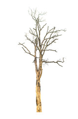 Fototapeta premium Dead tree isolated on white background