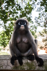 Glasses langur in the park