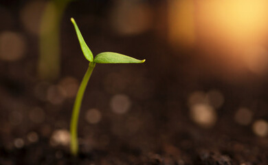 A new young sprout sprouts from the ground and stretches towards the light.