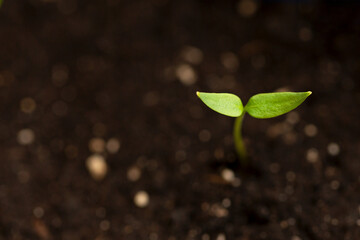 A new young sprout sprouts from the ground and stretches towards the light.
