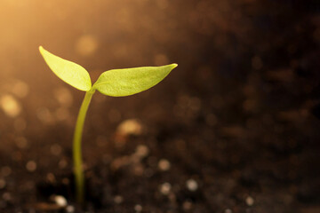 A new young sprout sprouts from the ground and stretches towards the light.