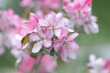 Fototapeta premium Branches of blossoming Cherry macro with soft focus. Easter and spring greeting cards. Springtime. Bloom over blue sky. Morning in the Cherry orchard. Spring background. Blossoming cherry tree garden 