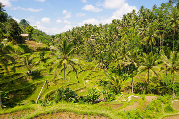 Fototapeta na wymiar Tegalalang Rice Terraces in Ubud, Bali, Indonesia
