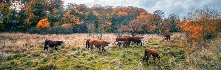 Hereford cattle in a panorama scenery
