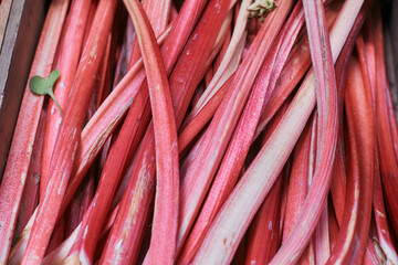 rhubarb at market