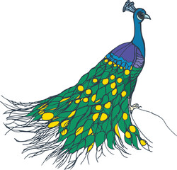 Exotic Bird Peacock Hand Drawn Illustration