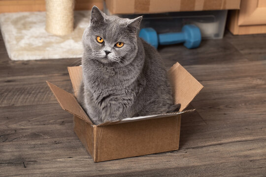 A domestic cat is sitting in a tight box. Habits of a pet in a living room