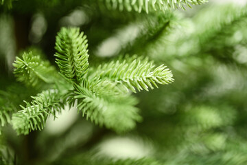 Green spruce branches. Artificial beautiful cast needles. Christmas branches close-up on a light background