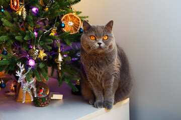A short hair charming cat is sitting next to a Christmas tree. A cute pet is sitting in a festive environment - 495456986