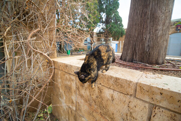 A cat walks through the streets of an Israeli city