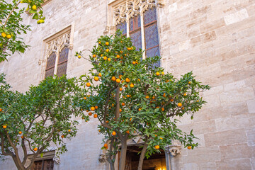 Fototapeta na wymiar Historical architectural buildings in the old town of Valencia, citrus trees, Spain