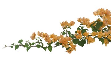 bougainvilleas isolated on white background.