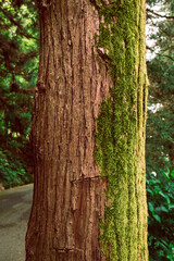 Green moss on the tree. Texture and background. High quality photo
