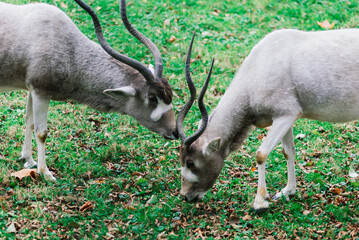 The maned ram eats hay, animal in the zoo, large rounded horns of a ram.