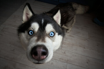 siberian husky with blue eyes look into the camera